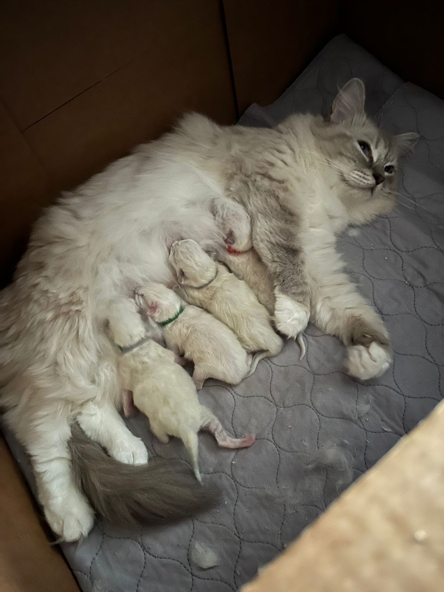 Our latest litter
